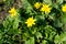 Bees pollinate yellow spring flower. Primroses in the garden. yellow spring flower Lesser celandine Ranunculus ficaria