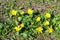 Bees pollinate yellow spring flower. Primroses in the garden. yellow spring flower Lesser celandine Ranunculus ficaria