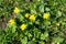 Bees pollinate yellow spring flower. Primroses in the garden. yellow spring flower Lesser celandine Ranunculus ficaria