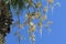 Bees pollinate yellowish flowers of a palm tree