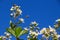 Bees pollinating blooming bushes of blackberries