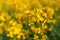 Bees pollinating blooming yellow canola Brassica Napus flower in field