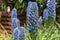 Bees pollinating exotic blue flowers on flowerbed in the garden