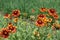 Bees pollinating flowers of Gaillardia Fanfare