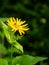 Bees pollinating Garden flowers in Scotland