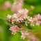 Bees pollinating Garden flowers in Scotland