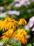 Bees pollinating Garden flowers in Scotland