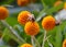 Bees pollinating orange ball tree flowers, Buddleja globosa