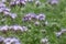 Bees pollinating Phacelia flowers