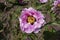 Bees pollinating pink flower of purple leaved tree peony