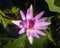 Bees pollinating a pink lotus flower. The lotus flower is symbol of fortune in Buddhism, rising and blooming above the murk to