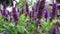 A bees pollinating a purple flower while drinking nectar against the background of old vilalage house