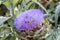 Bees pollinating the purple flowering head of an artichoke.