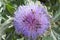 Bees pollinating the purple flowering head of an artichoke.