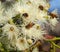 Bees Pollinating The Sugar Gum Tree(Eucalyptus cladocalyx)