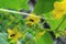 Bees pollinating the yellow flowers of the cucumber whip in the garden. Natural natural background, gardening