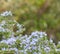 Bees pollination on rosemary flowers. Blur green nature background