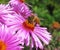 Bees On Pretty Purple Aster Flowers At The Vancouver Park Garden