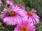 Bees On Pretty Purple Aster Flowers At The Vancouver Park Garden