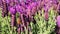 Bees on purple lavender gathering nectar DOF