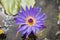 Bees Purple Lotus