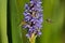 Bees and Purple Pickerel marsh flower