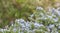 Bees on rosemary flowers