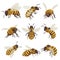 Bees set. Winged insect flying, sitting, creeping. Top, side, front view. Beekeeping, honeycraft, apiculture.