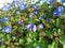 Bees sitting on a blue flower