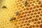 Bees sitting on a honeycomb, inside the beehive. Hexagonal background.