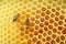 Bees sitting on a honeycomb, inside the beehive. Hexagonal background.