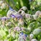 Bees on Starflower