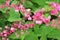 Bees stinging pink flowers Is a flowering plant of the family Polygonaceae, a pink clematis