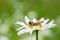 Bees sucking nectar from a daisy flower