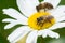 Bees sucking nectar from a daisy flower