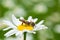 Bees sucking nectar from a daisy flower