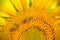 Bees & Sunflower