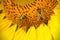 Bees & Sunflower