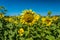 Bees on a sunflower closeup