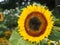 Bees on sunflower, sunflowers pollinate
