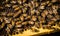 Bees swarm around the honeycomb, a bustling symphony of organized chaos