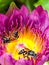 Bees swarm yellow stamens in fuchsia lotus