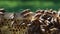 Bees swarming on a honeycomb