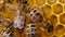 Bees swarming on honeycomb, extreme macro . Insects working in wooden beehive, collecting nectar from pollen of flower