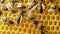 Bees swarming on honeycomb, extreme macro . Insects working in wooden beehive, collecting nectar from pollen of flower