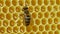 Bees swarming on honeycomb, extreme macro . Insects working in wooden beehive, collecting nectar from pollen of flower