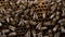 Bees swarming on honeycomb, extreme macro . Insects working in wooden beehive, collecting nectar from pollen of flower