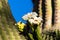 Bees swarming on white saguaro cactus blossoms.