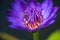 Bees takes nectar from the beautiful purple waterlily or lotus flower. Macro picture of bee and the flower