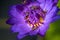 Bees takes nectar from the beautiful purple waterlily or lotus flower. Macro picture of bee and the flower